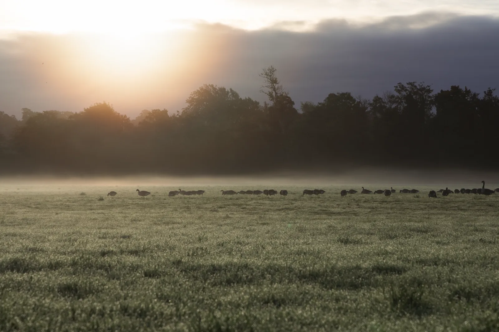 Dourada aurora: como neblina e luz criam fotos de cervos no Richmond Park